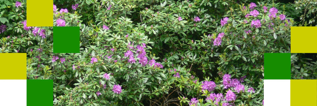 Rhododendron Ponticum an example of an Invasive non native species